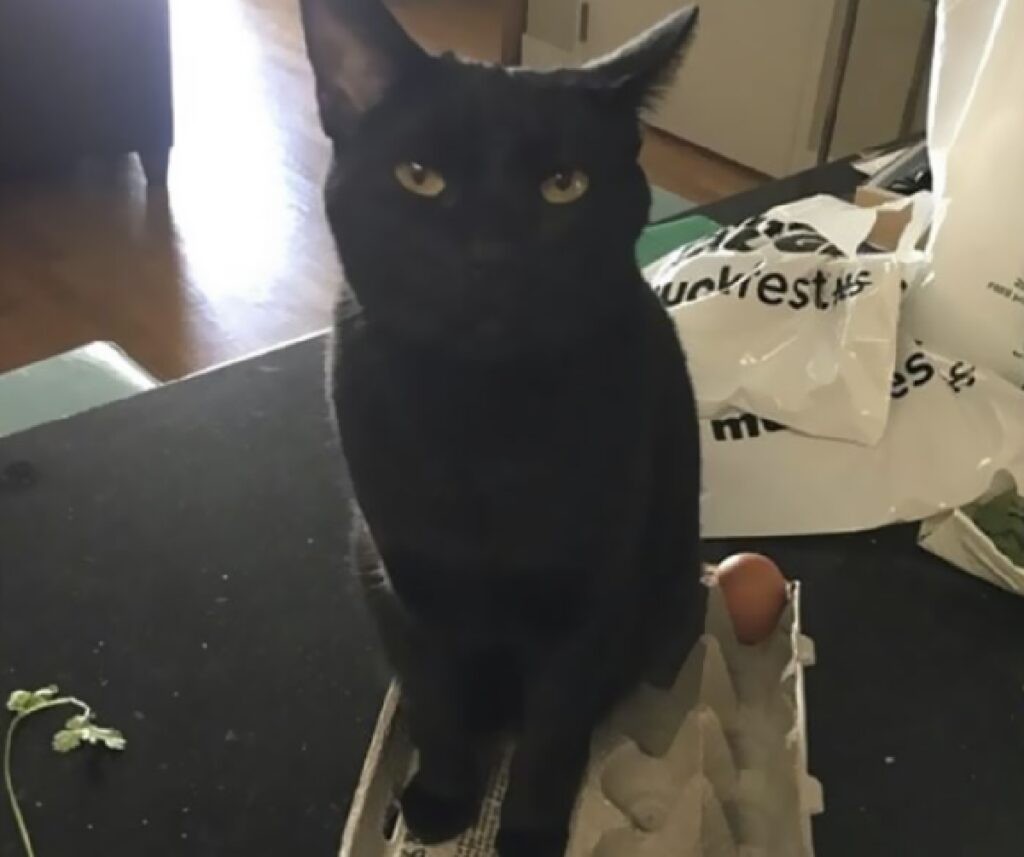 gatto nero siede su confezione uova