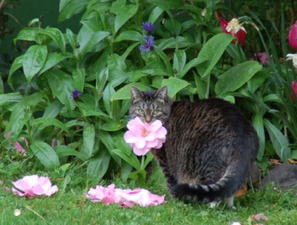 gatto mangia fiori rosa