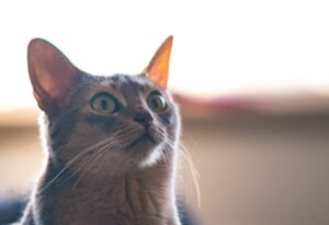 8 foto spaziali di gatti che con il loro tipico ed inconfondibile umorismo hanno infiammato il web