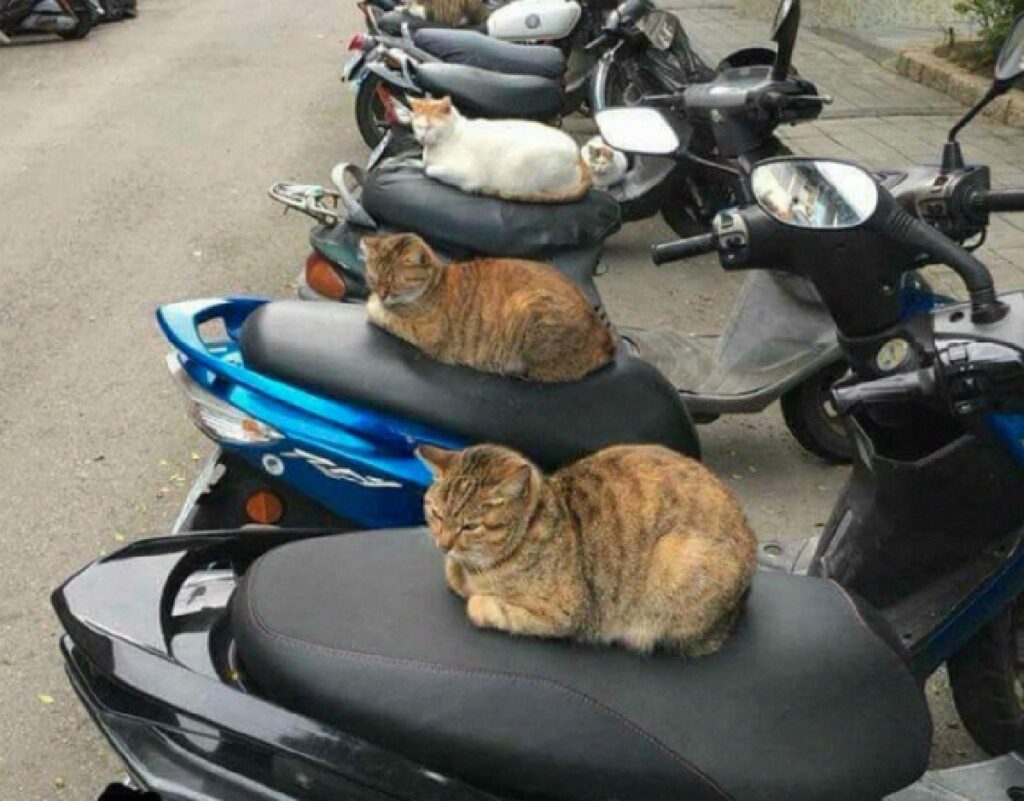 gatti riscaldano sedili moto
