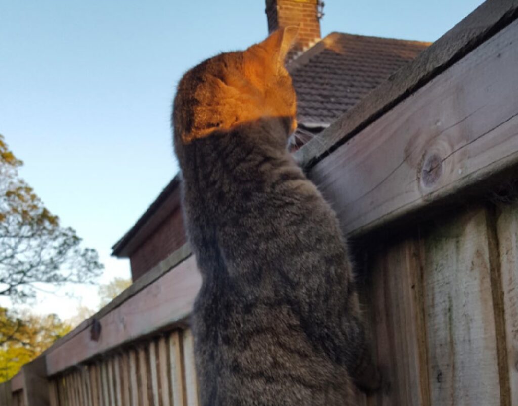 gatto soriano baciato dal sole