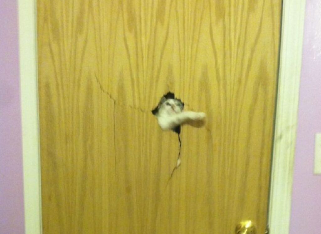 gatto spacca porta di casa