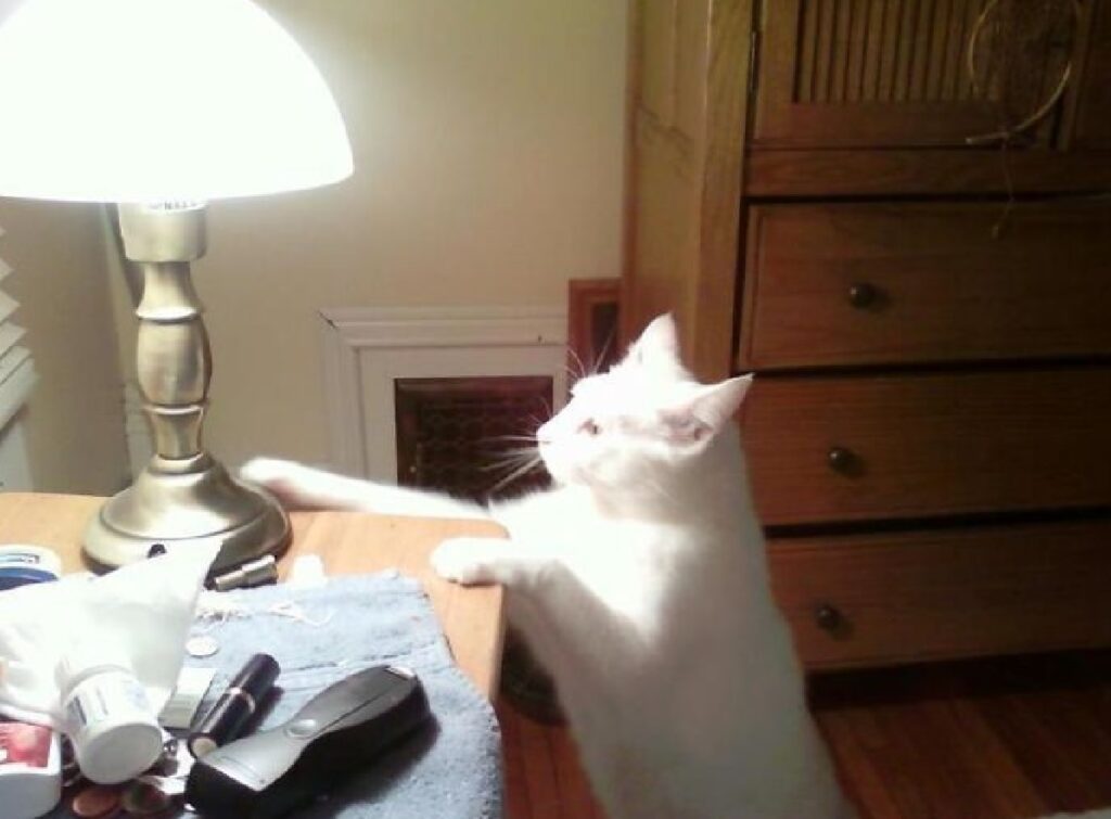 gatto accende ogni volta lampada