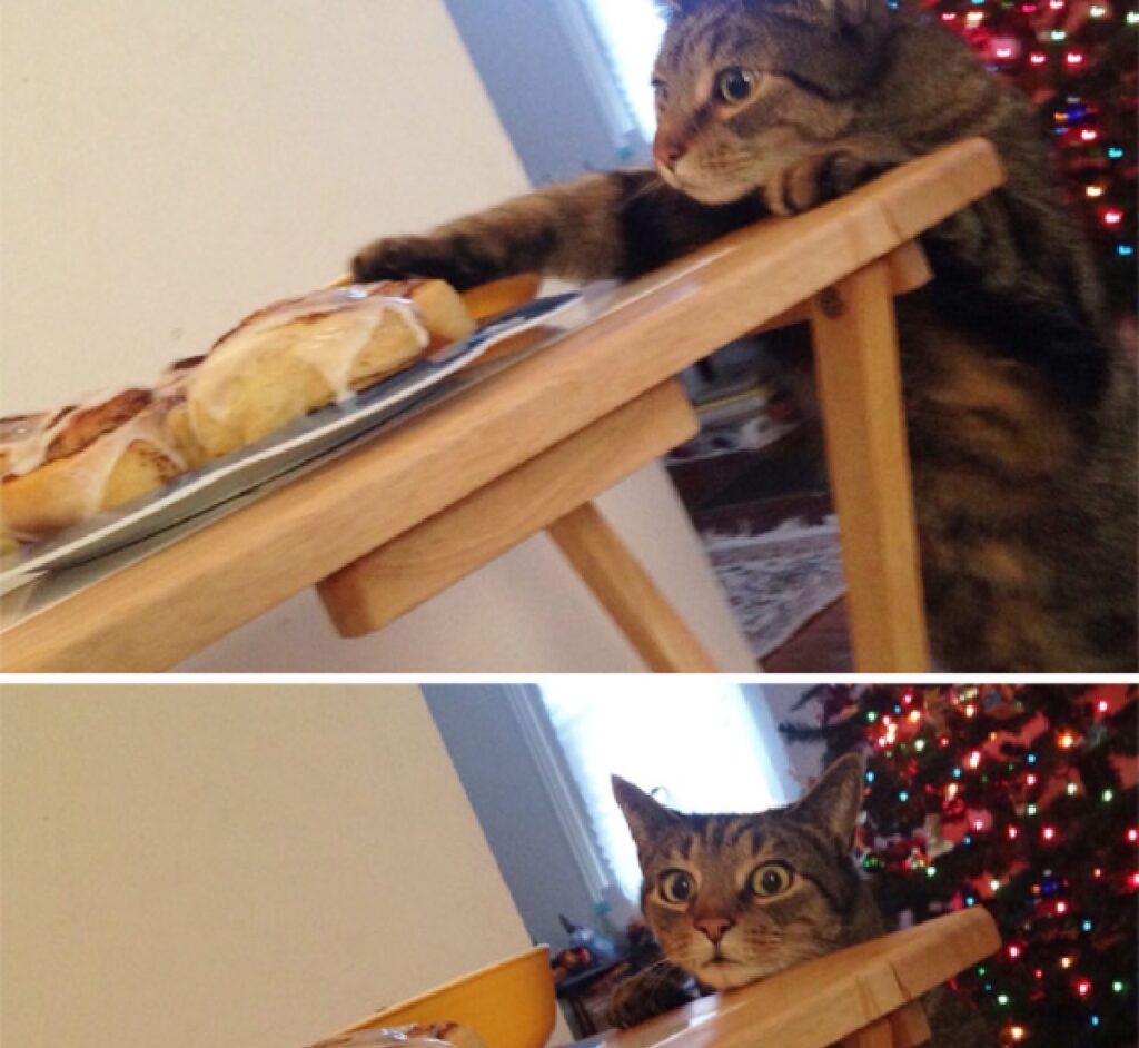 gatto mangia cose dal tavolo 