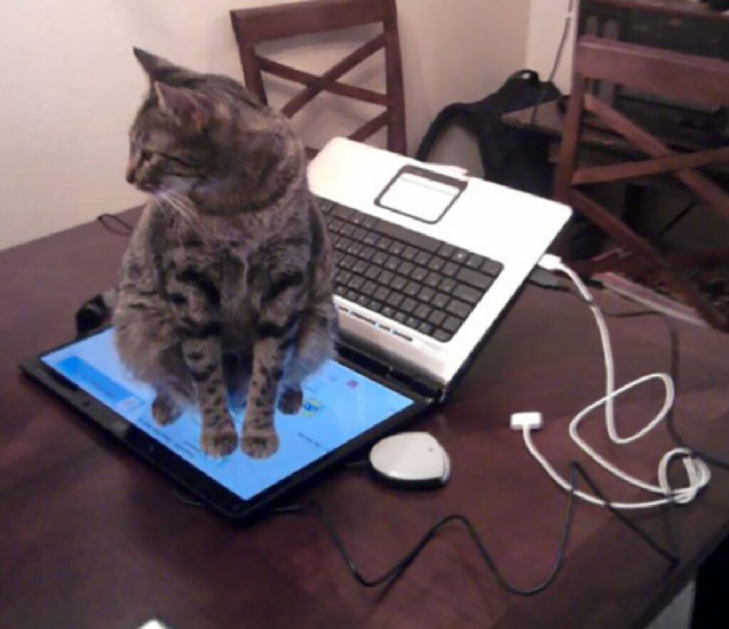 gatto sullo schermo del laptop
