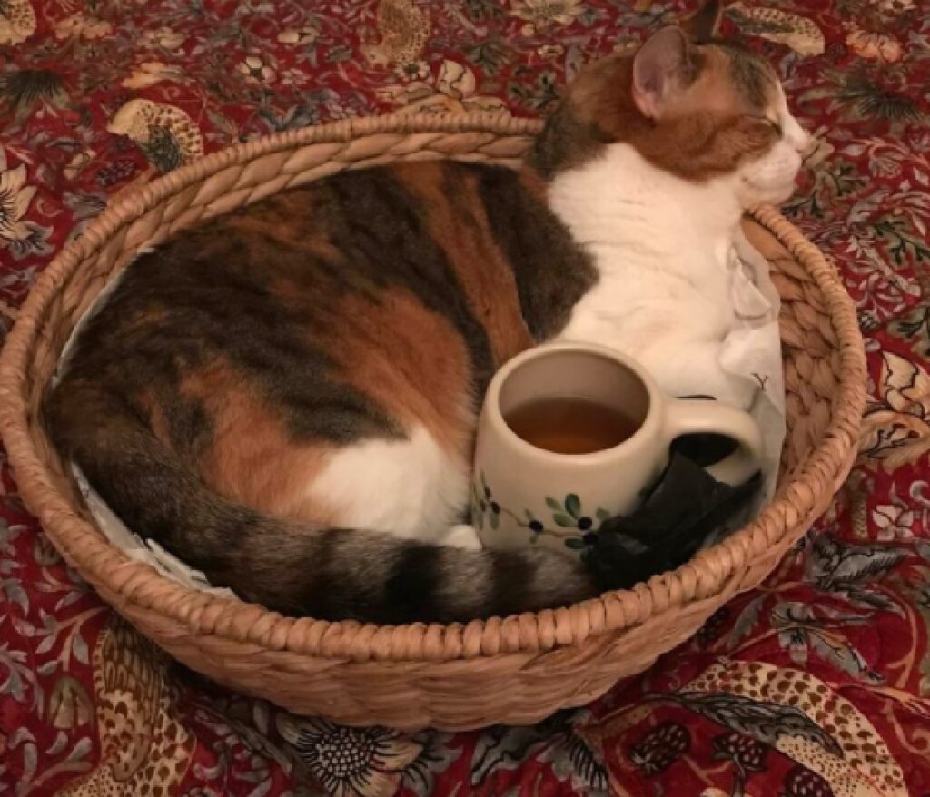 gatto possiede tazza di te