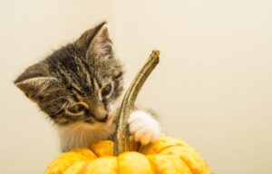 8 foto di gatti che hanno incantato la rete semplicemente per il loro aspetto