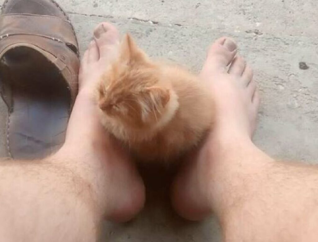 gatto rosso sui piedi 