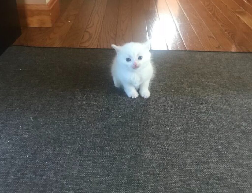 gatto bianco tappeto scuro