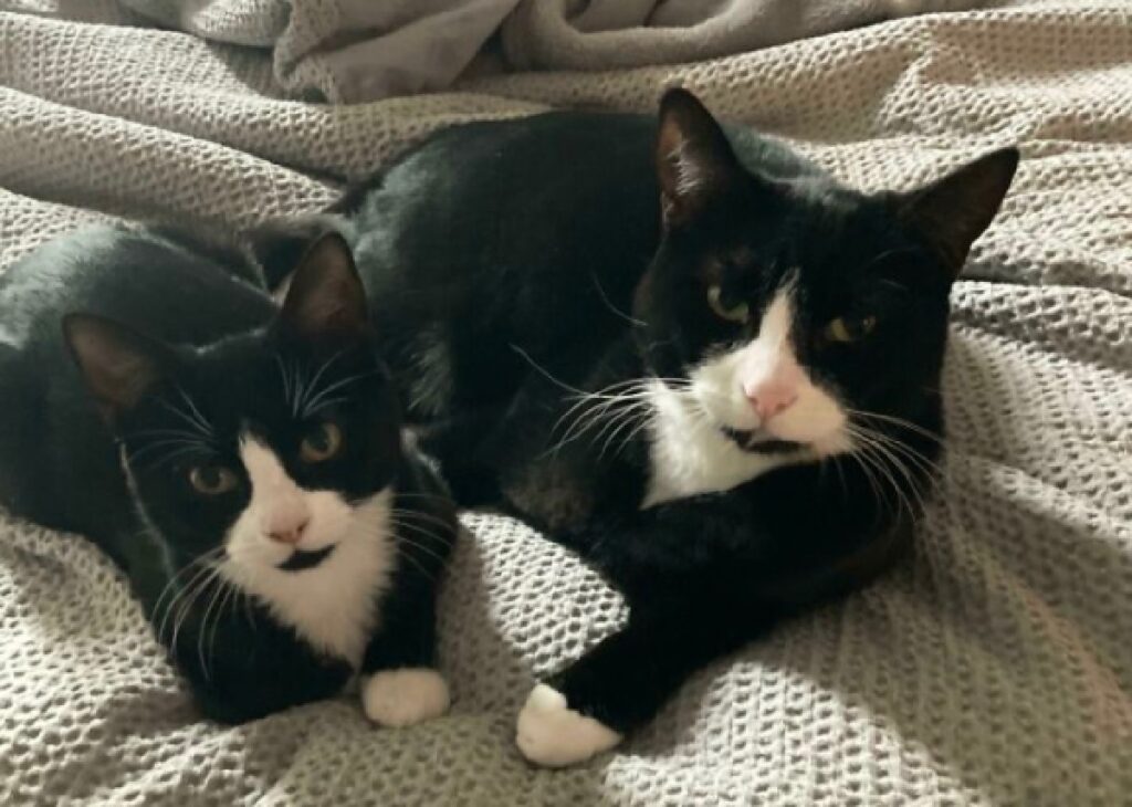 gatti identici ma non parenti