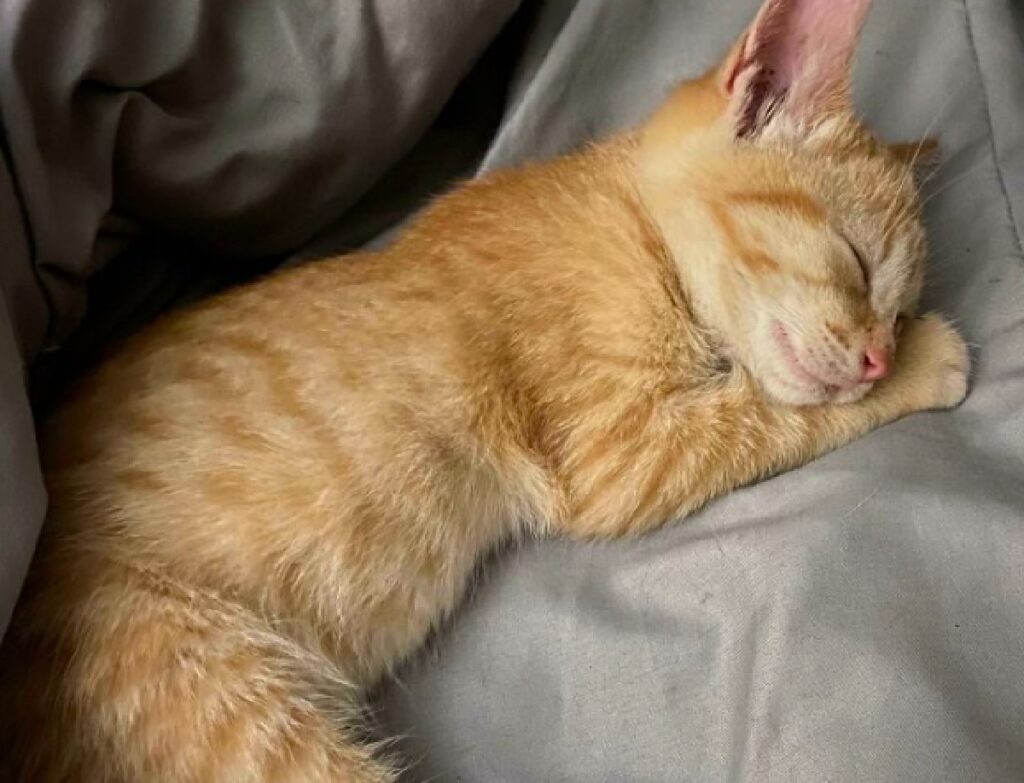 gatto rosso dorme beatamente