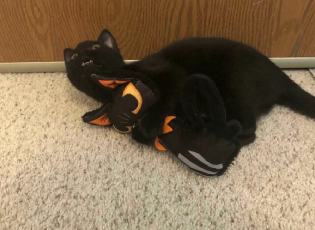 gatto nero vicino pupazzo