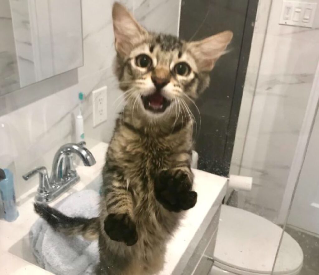 gatto vuole entrare nella doccia