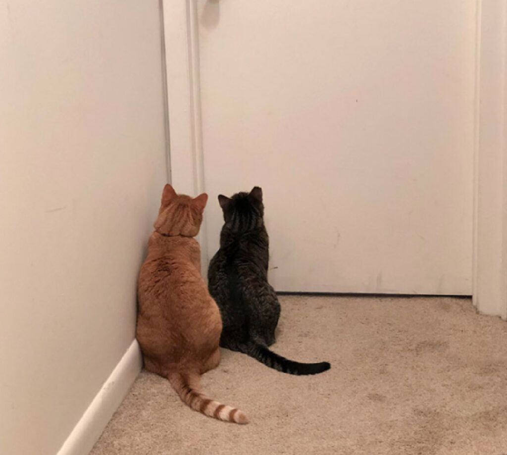 gatti aspettano fuori porta