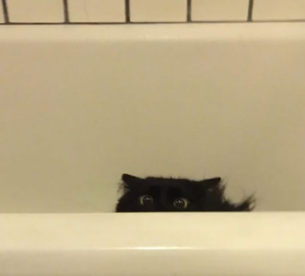 gattino nero spia il proprietario