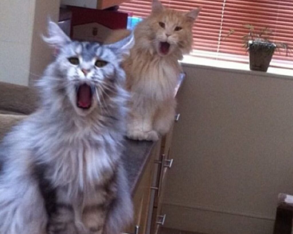 due gatti maine coon bocca aperta