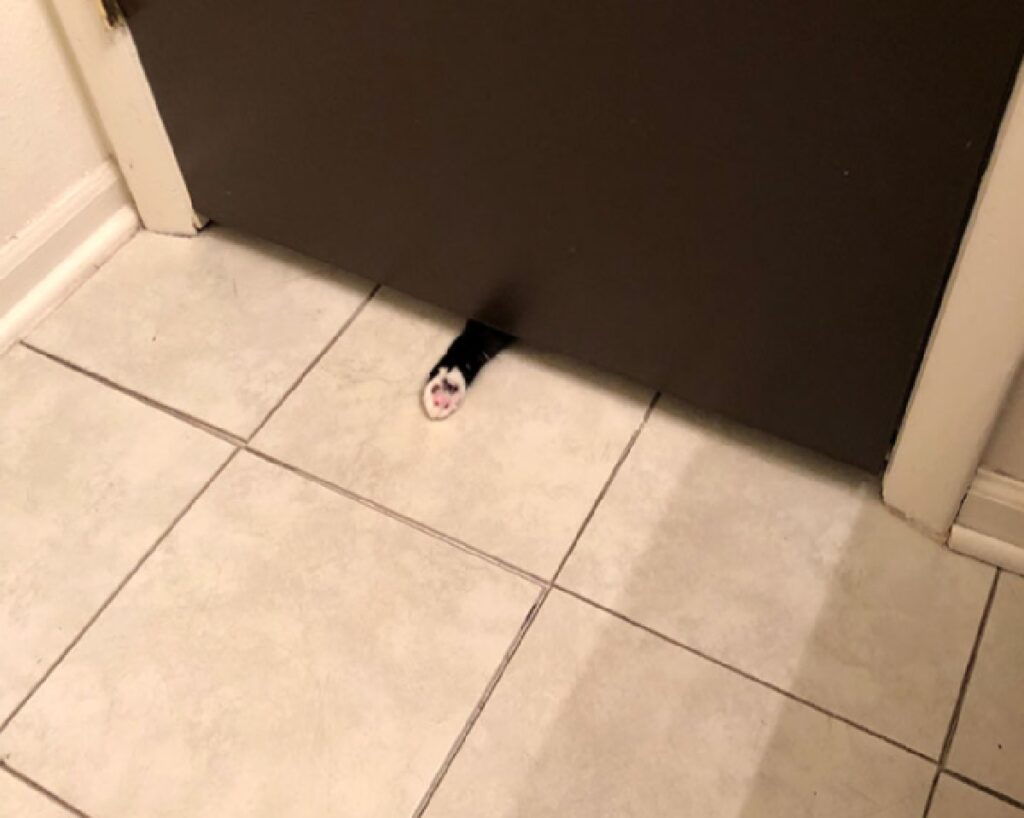 gatto mette zampetta sotto porta