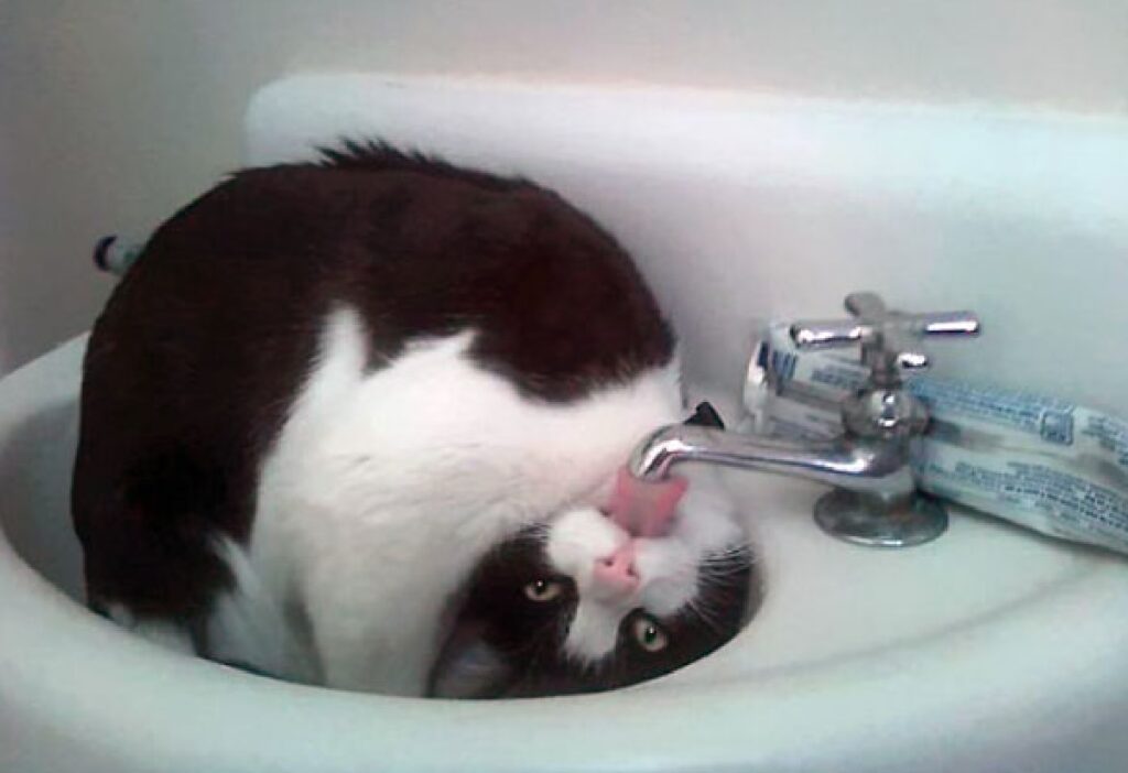 gatto beve acqua testa rigirata