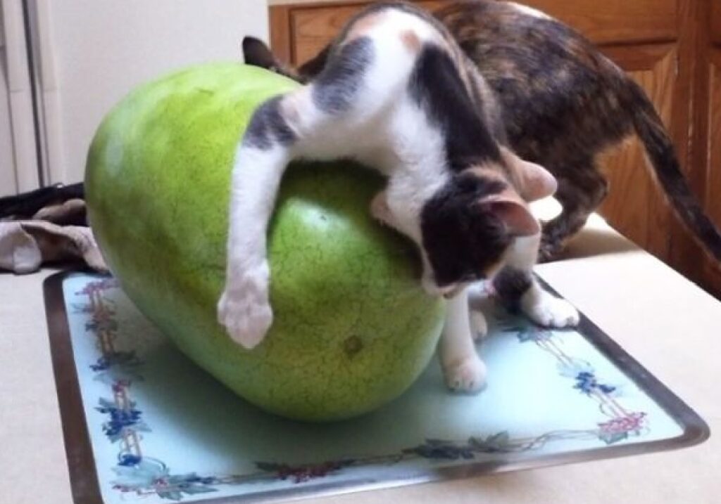 gatto addenta un'anguria