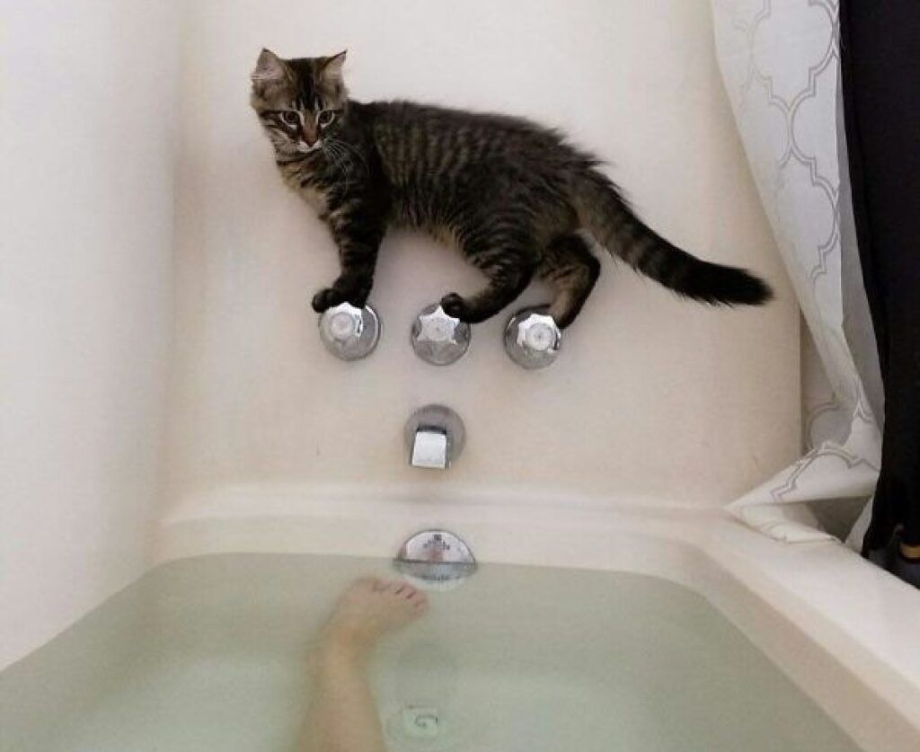 gatto su valcole del bagno