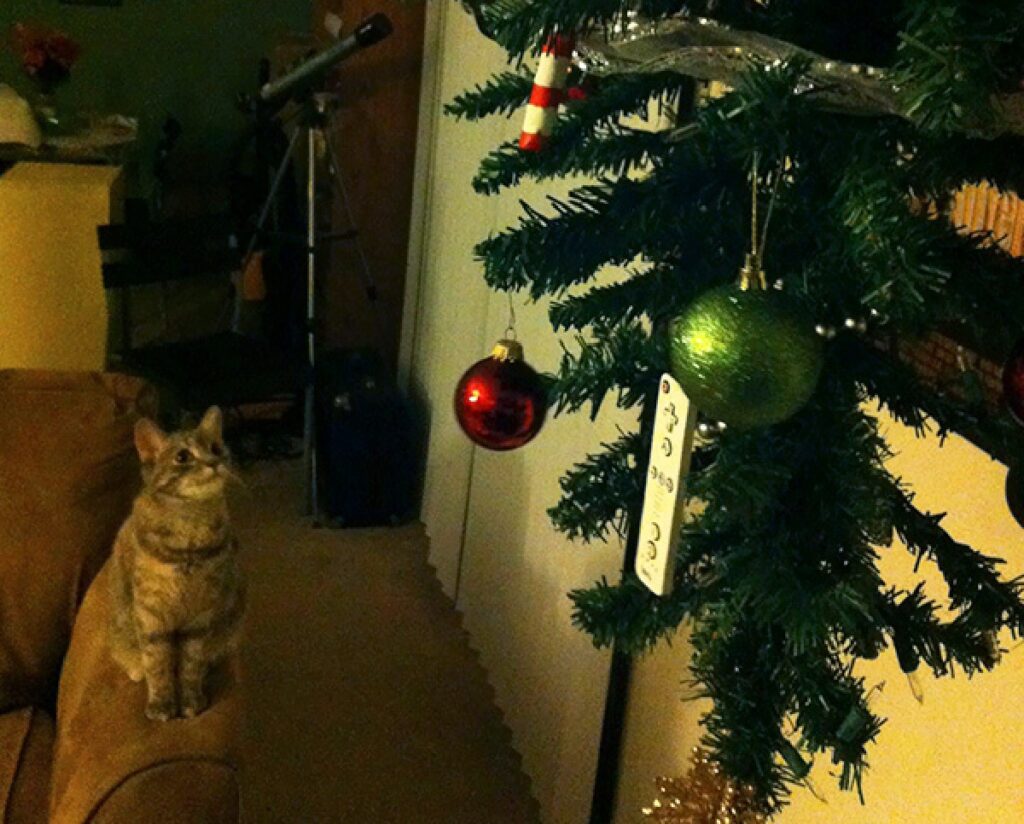 gatto guarda dispiaciuto l'albero 