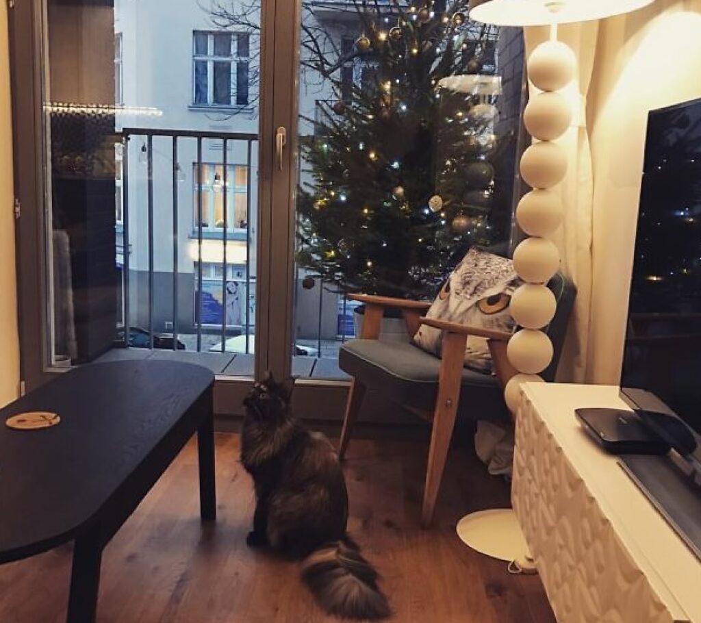 gatto dentro albero natale fuori