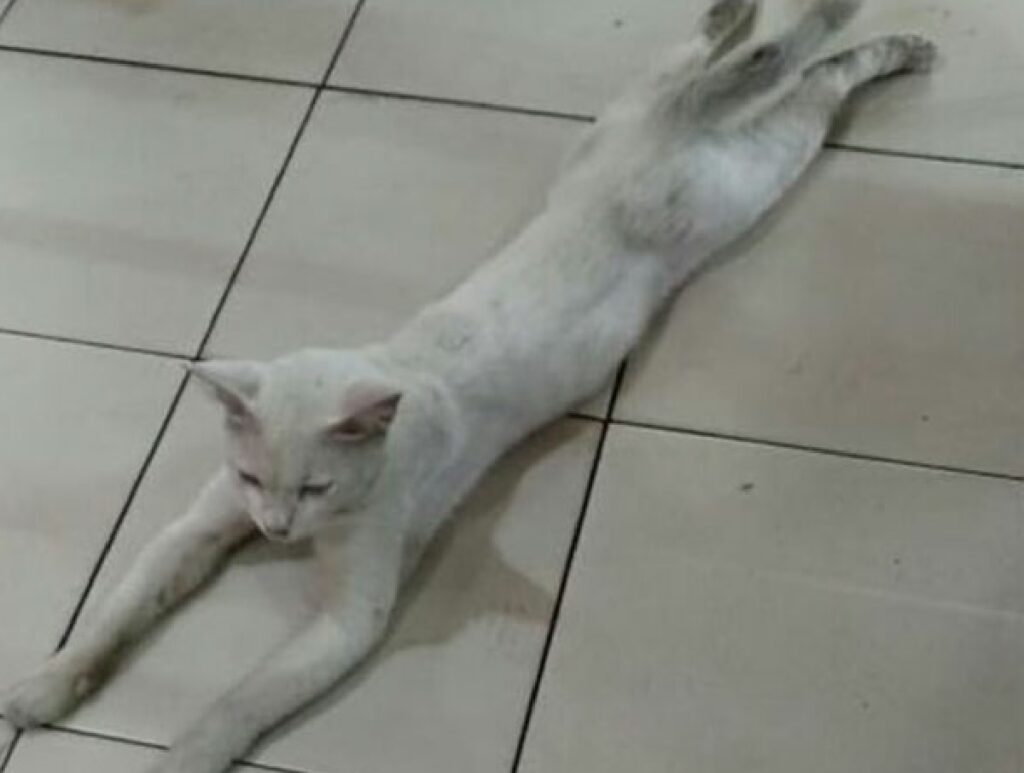 gatto chiaro come pavimento