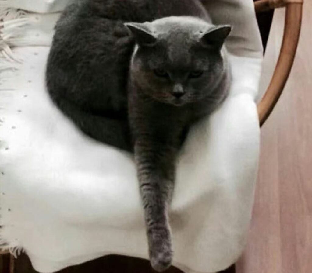 gatto zampa pendente