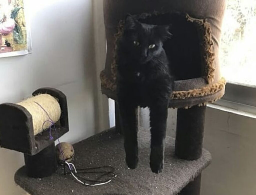 gatto zampe cadenti