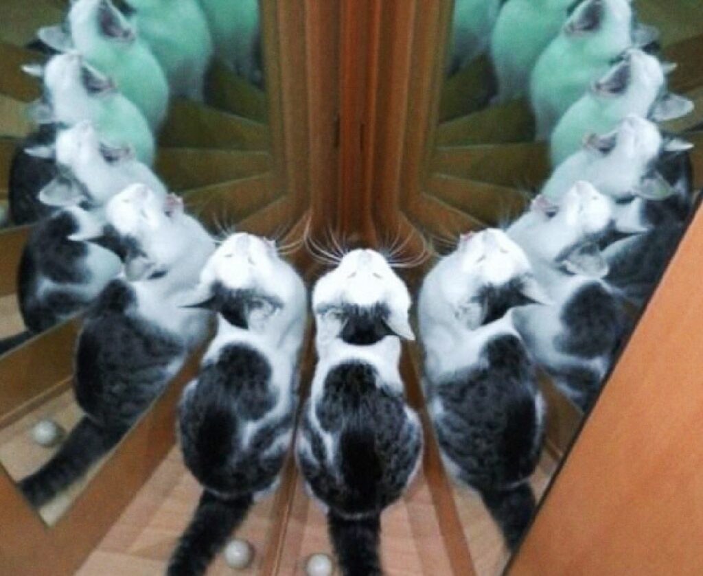 gattino piccolo tanti specchi