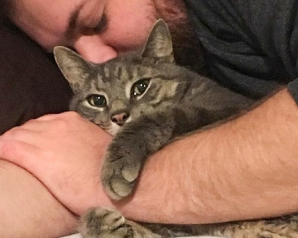 gatto abbraccia mano papà
