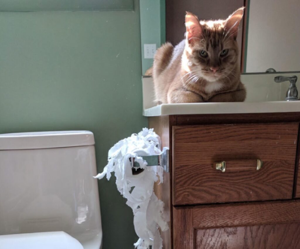 gatto ha rotto carta igienica