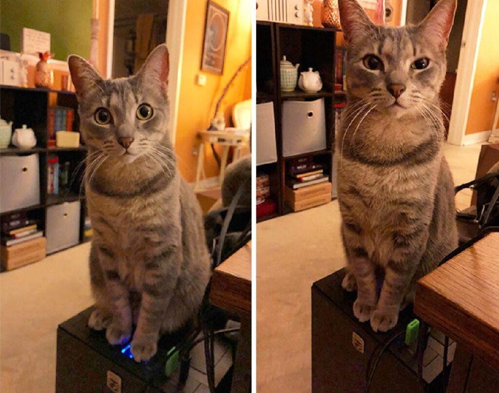 gatto spegne e riaccende computer