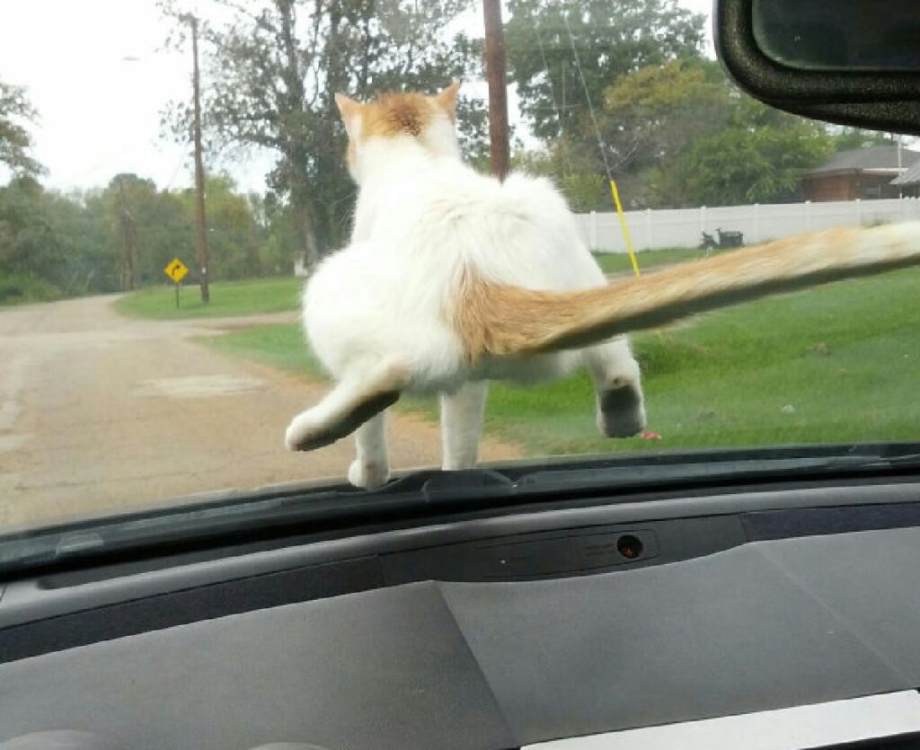 gatto seduto su parabrezza