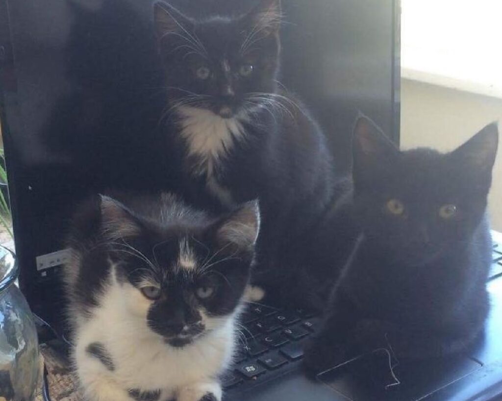 gatti piccoli su computer