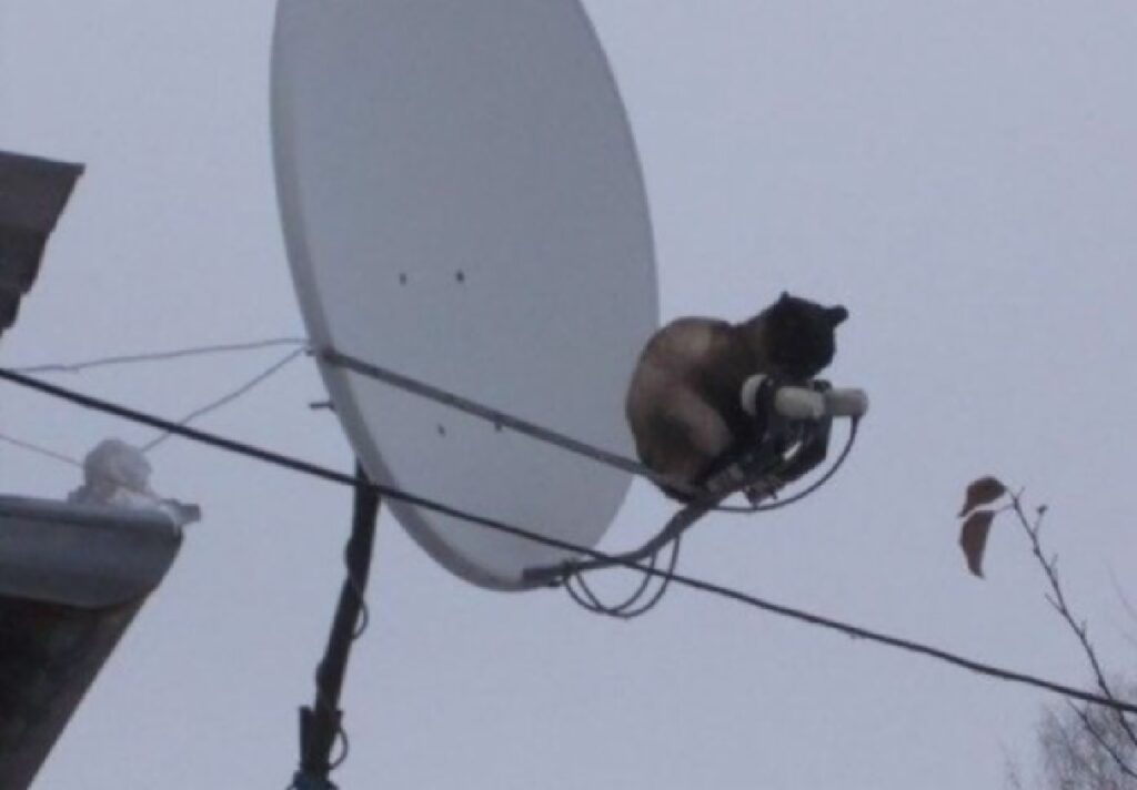 gatto seduto su terminali antenna