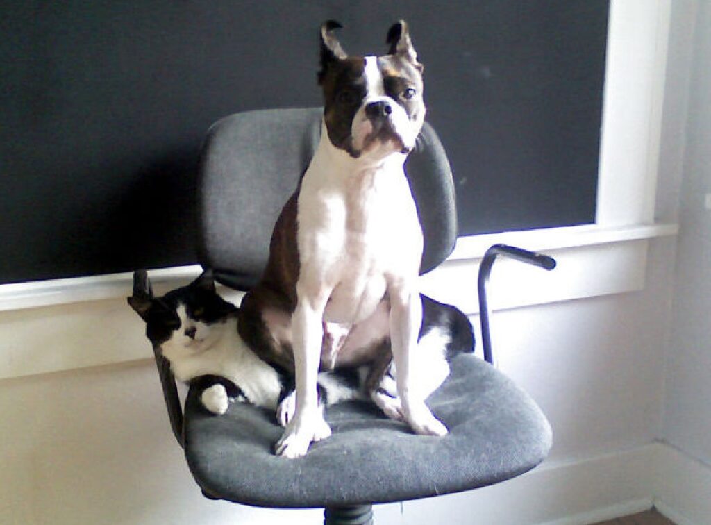 gatto e cane condividono sedia