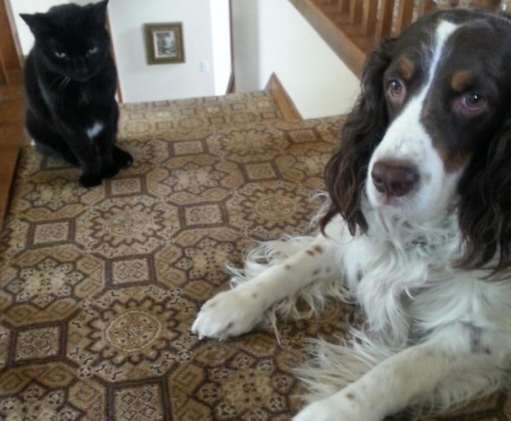 gatto nero di fronte cane pelo lungo 