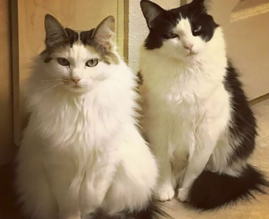 coppia di gatti uscio stanza