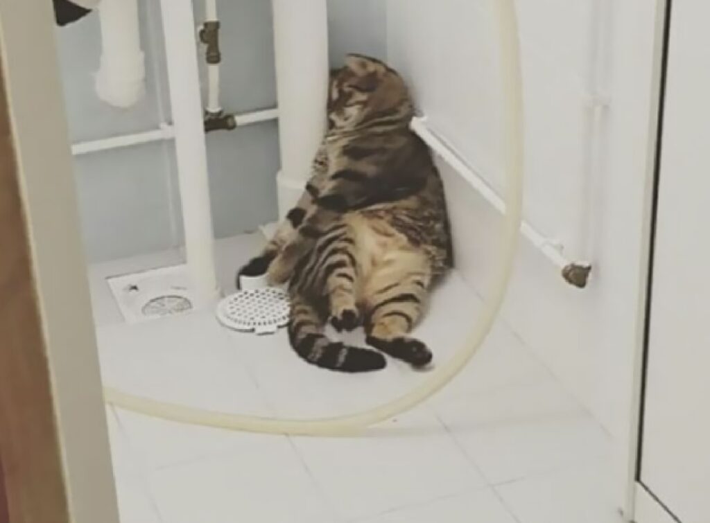 gatto soriano gioca in bagno