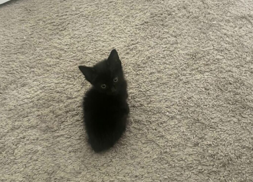 gattino nero sfondo grigio