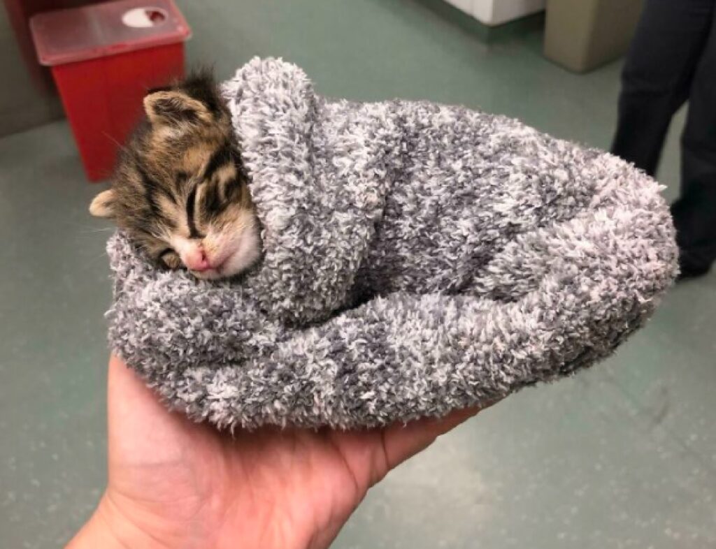 gatto dentro coperta si riscalda