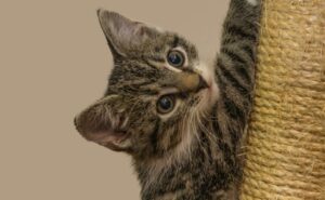8 foto di gatti così dolci e teneri che l’unica cosa che riuscirete a fare sarà emozionarvi