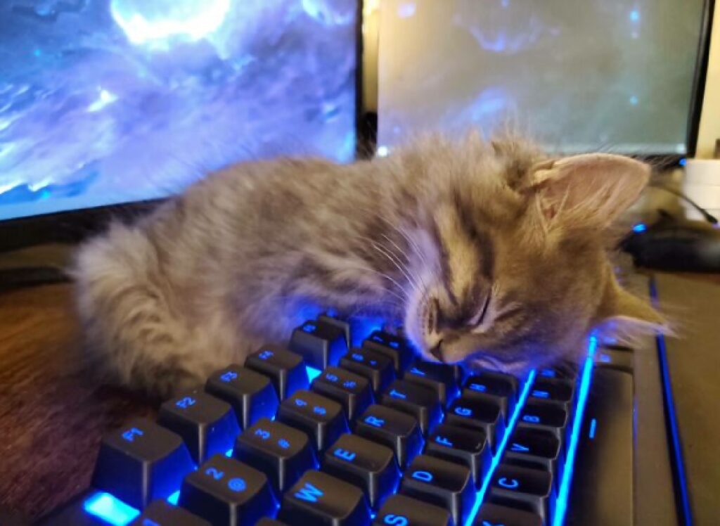 gatto dorme tastiera computer