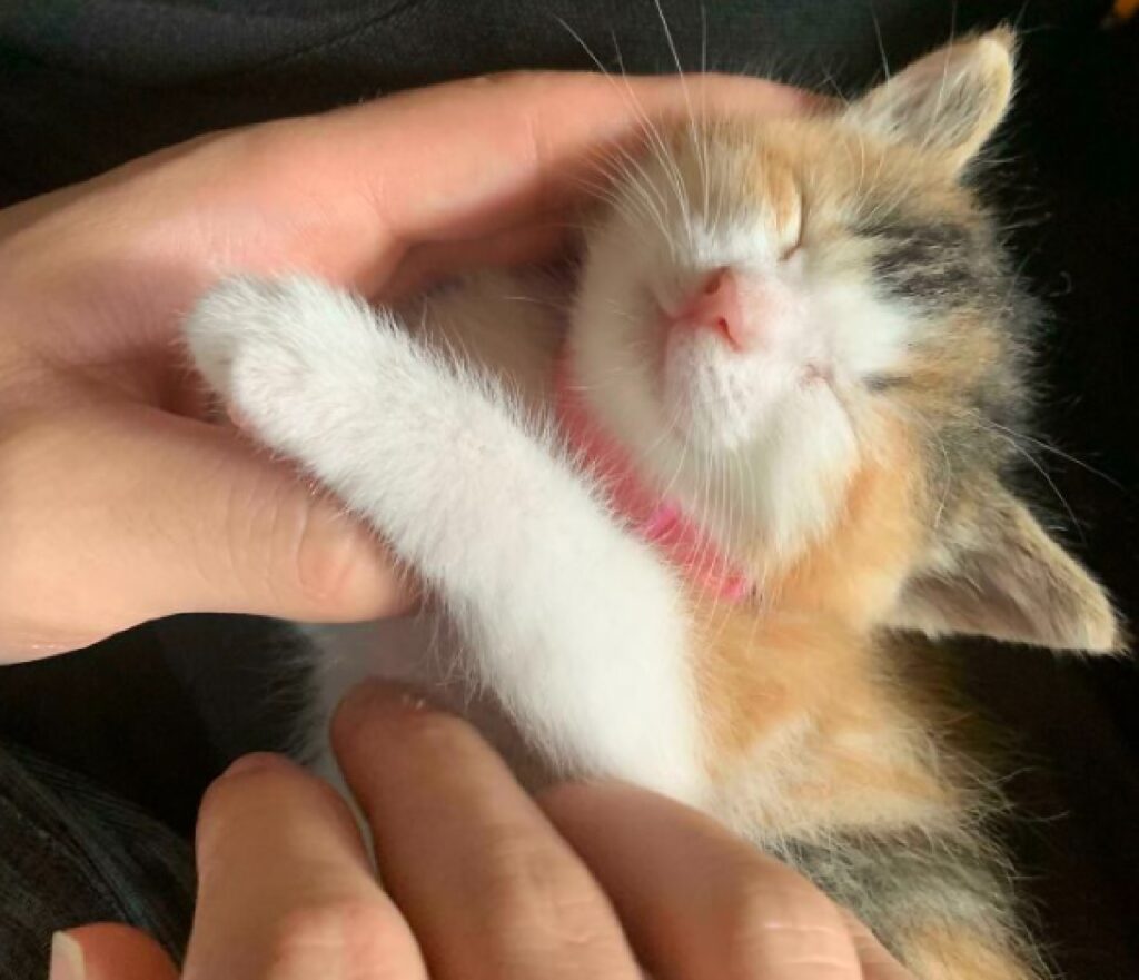 gattino sorride nelle mani