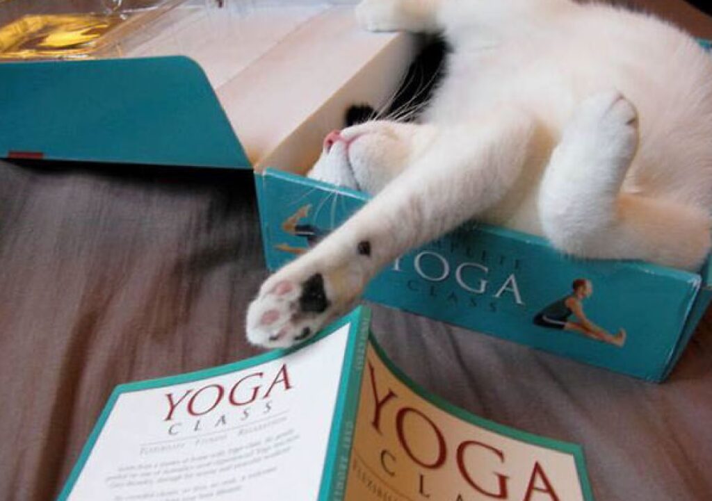gatto riposa dopo lezione yoga