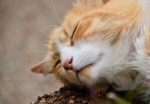 8 foto di gatti così sonnolenti da riuscire ad addormentarsi in luoghi fuori da ogni logica