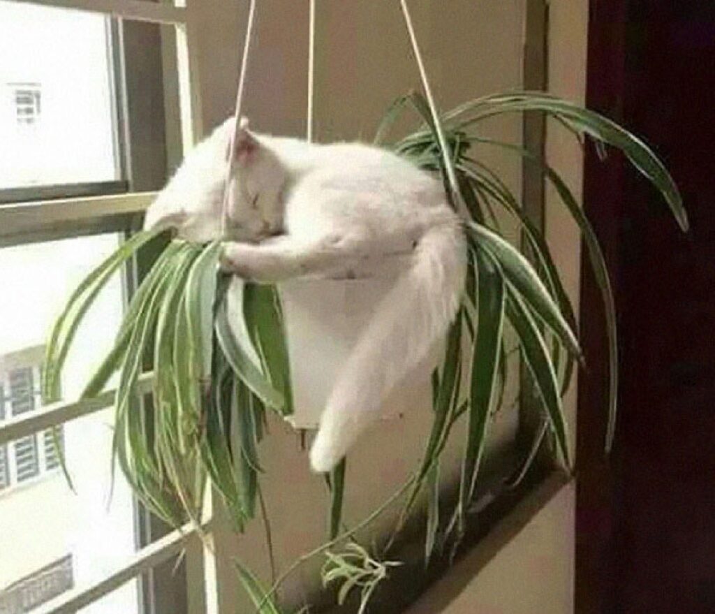 gatto su vaso di piante