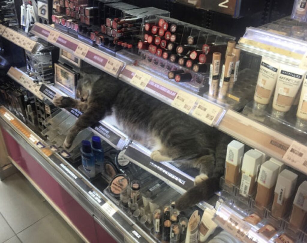 gatto fra scaffali del negozio