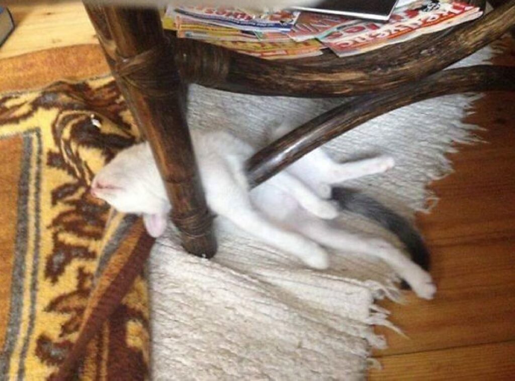 gatto sotto piedi del tavolo